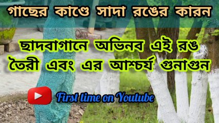 গাছের কাণ্ডে সাদা রঙের কারন এবং ছাদবাগানে এর অভিনব প্রয়োগ ; Trees are painted white