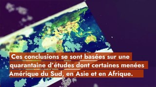 Baisse de la concentration de spermatozoïdes : la fertilité des couples en péril