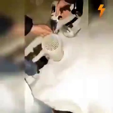 Un chat est retrouvé coincé dans un tuyau... Sauvetage adorable