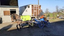 Les chevaux de la race COB normand seront représentés au salon de l'agriculture 2023