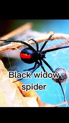 Deadly Black widow spider  #viral