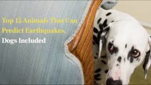 Top 15 animals that can predict earthquakes