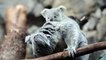 RZSS welcomes two koala joeys at Edinburgh Zoo