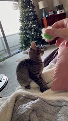 Baby Yuna Plays Fetch