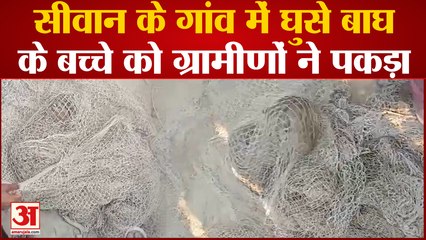 Sivan News: गांव में घुसे बाघ के बच्चे को ग्रामीणों ने पकड़ा | Bihar News