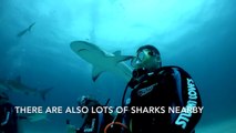 Scariest shark dive at Bahamas