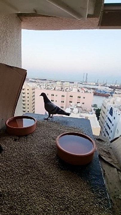 Birds
