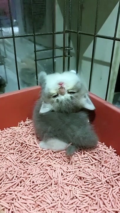 Video Funny 585