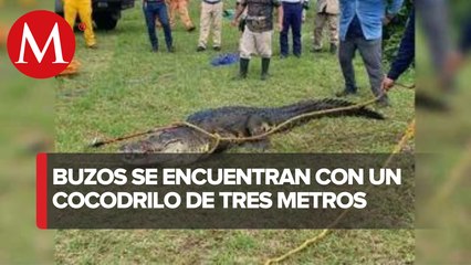 Capturan cocodrilo de 3 metros en laguna de Veracruz