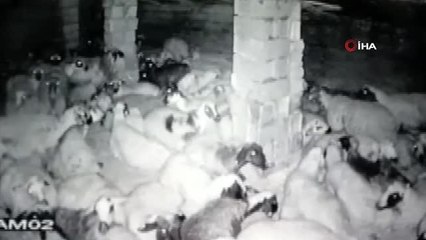 Depremde koyunların panik anları kamerada