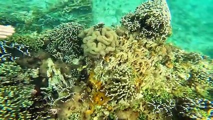 Sang Vlog - Con Ốc Biển Khổng Lồ 1 Ngày Bắt Ốc SINH TỒN Trên Biển Của Người Rừng