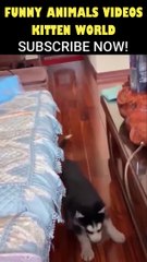 Funniest Cats Videos 23  _ Funny Animals Videos 2023 _ Kitten World