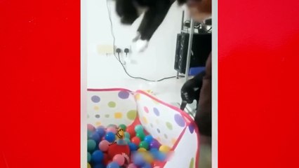 Try Not To Laugh Challenge - Funny Cat & Dog  compilation