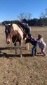 Friend Becomes Ladder to Help Fellow Climb Horse