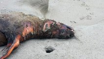 Perú reporta muerte de 585 lobos marinos y 55.000 aves por influenza aviar
