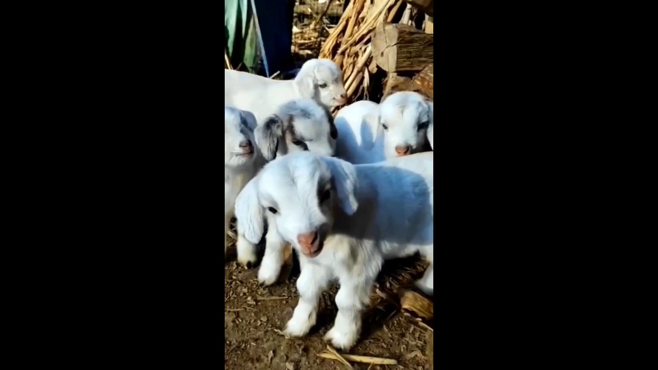 Cute Cat Make Laugh
