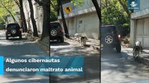 Exhiben a vecinos de Las Lomas que pasean a sus perros desde una camioneta