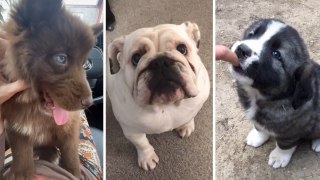 Dogs Who Are Viral at TikTok  Funny Dog Videos | HaHa Animals