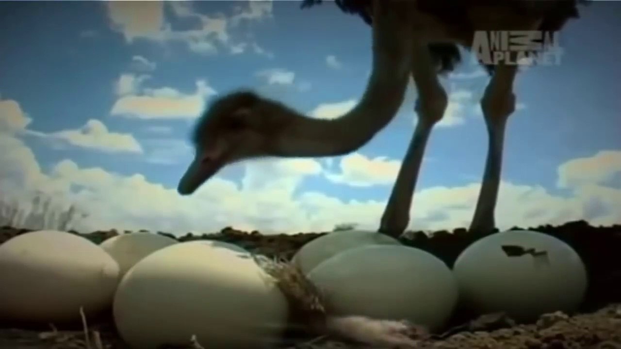Ostrich's Life (Nature Documentary)