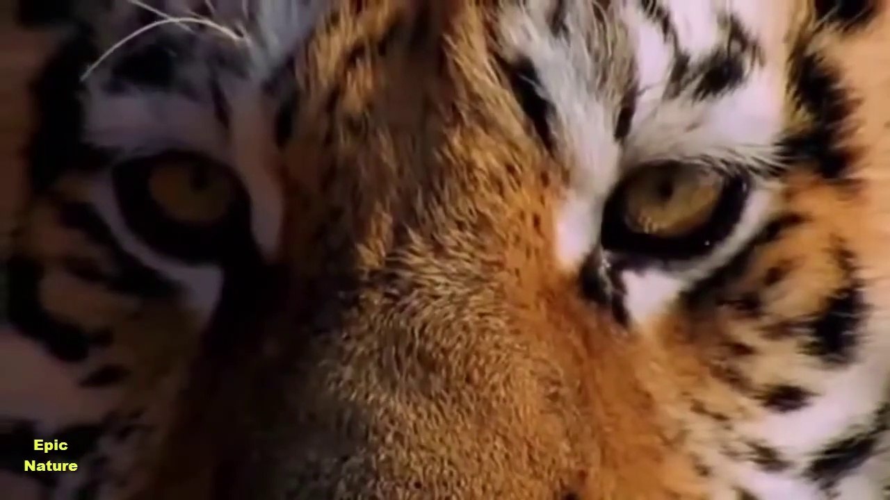 Majestic Wild Tigers - Big Cats Fighting for Survival (Nature Documentary)
