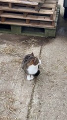 Ned And Meadows Are The Best Of Friends