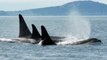 Killer Whale mums provide more support to sons than daughters