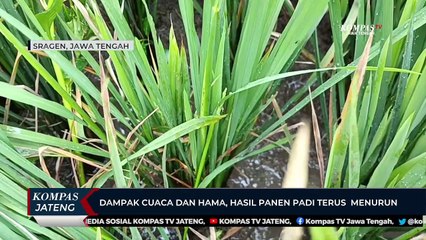 Dampak Cuaca dan Hama, Hasil Panen Padi Terus Menurun
