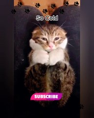 verry funny and cute cats video compilation