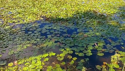Laguna de las Lavanderas - Rumbo a Patria Gaucha - Tacuarembó, Uruguay (05/02/2023)
