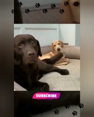 The verry Funny dogs video compilation  2023