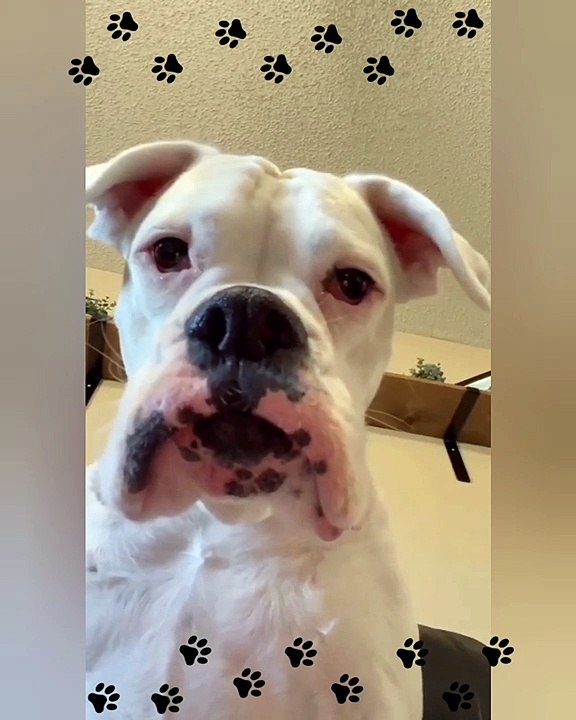 Smart dogs... Watch ️what they do when mom suddenly leaves her #funny #viral #reels #pets #fun