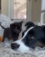 Rescued Dog Becomes Surrogate Mom to Fostered Kittens