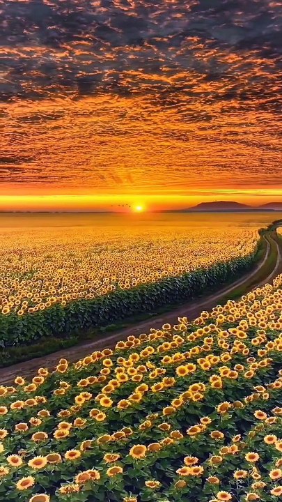 Sunset scenery
