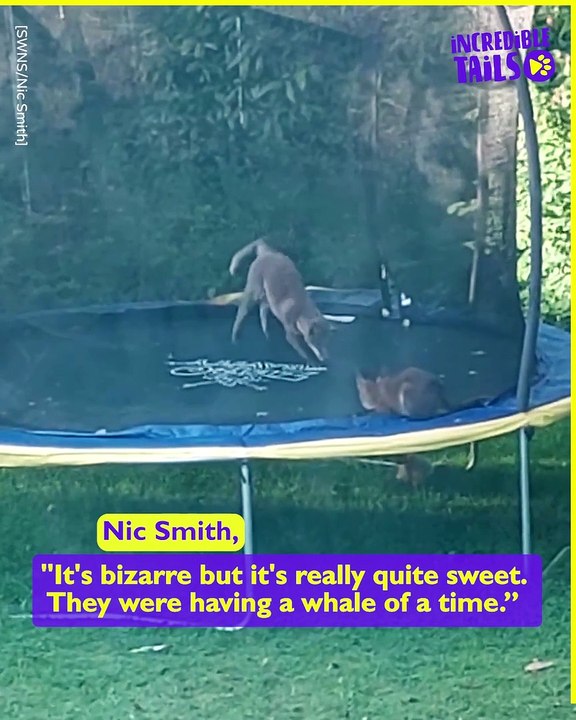 Foxy Fun on the Trampoline