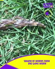 The Strange Gathering of Worms