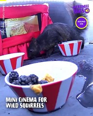 Nuts About the Movies: The Squirrel Cinema