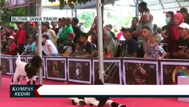 Kontes Kecantikan Kambing Etawa, Berhadiah Ratusan Juta Rupiah