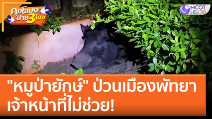"หมูป่ายักษ์" ป่วนเมืองพัทยา เจ้าหน้าที่ไม่ช่วย! (8 ก.พ. 66) คุยโขมงบ่าย 3 โมง