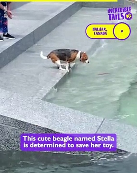 Splashdown: The Determined Dog