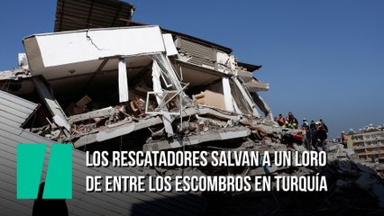 Los rescatadores salvan a un loro de entre los escombros en Turquía