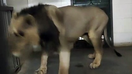 तारा को मिला जीएस का साथ, जोधपुर से  नाहरगढ़ पहुंचा जीएस