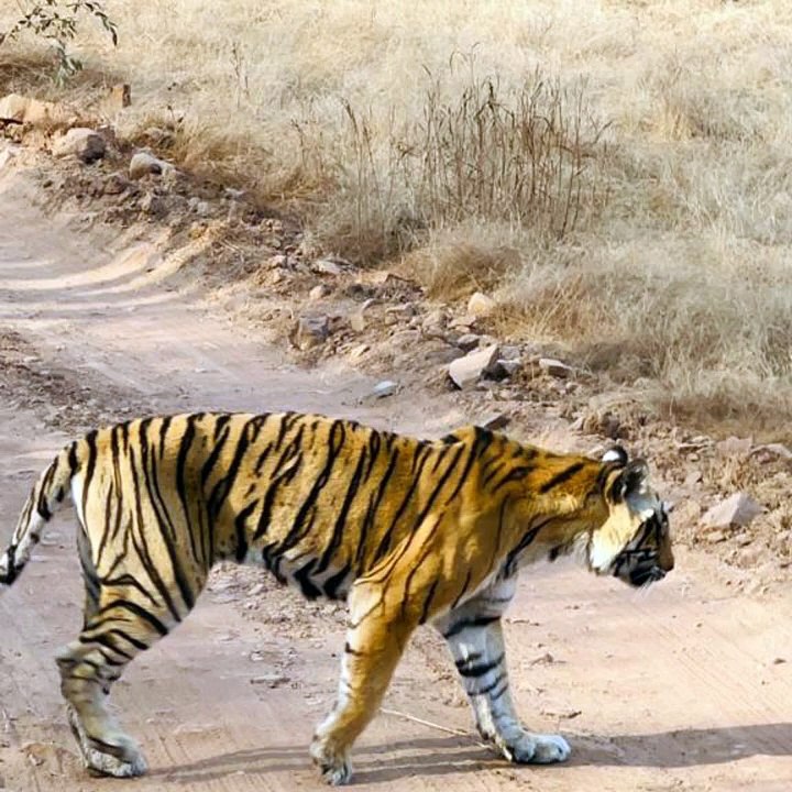 मछली के बाद कृष्णा ने दी थी रणथम्भौर को पहचान