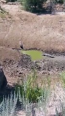 Crocodile and warhog fight . Animal Kingdom