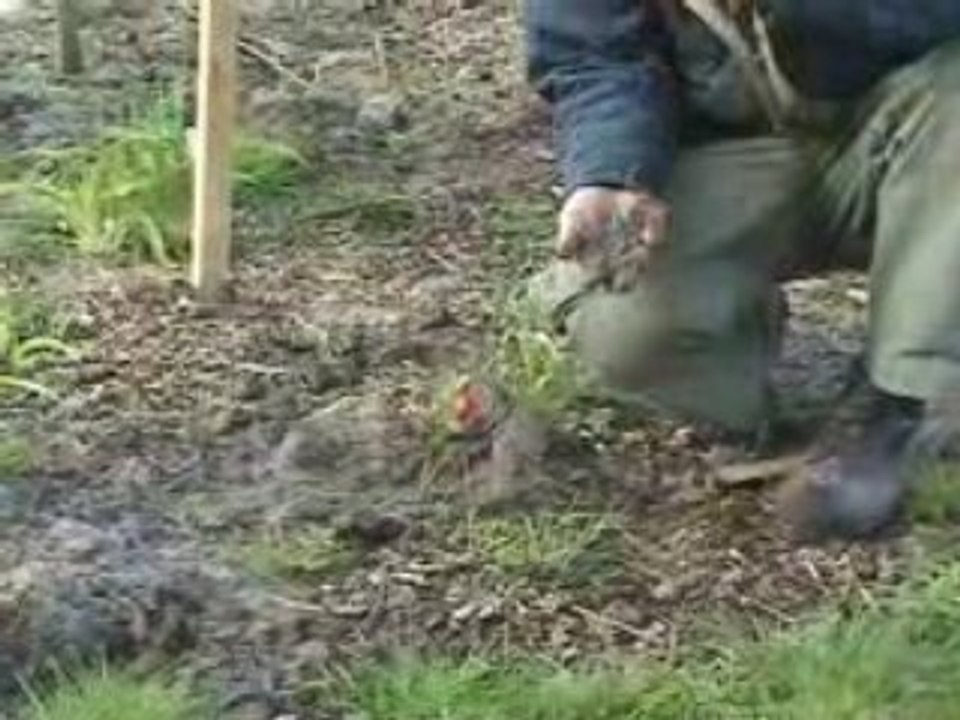 Comment planter un hellébore?