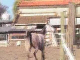 Orane en liberté oxer