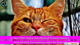 The Best Apps for Pet Owners, Dog Training, Cat Training, Health Advice, Pet Vet Doctor app_720p