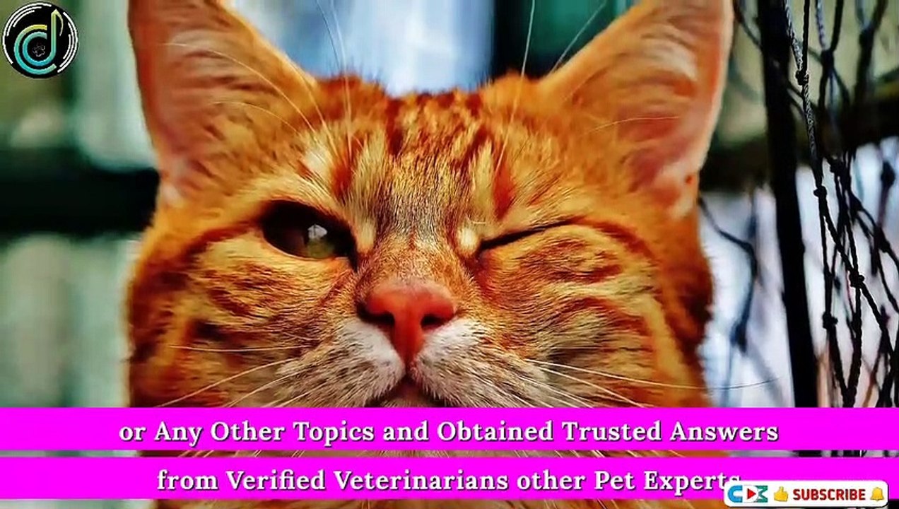 The Best Apps for Pet Owners, Dog Training, Cat Training, Health Advice, Pet Vet Doctor app_720p