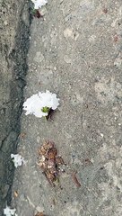 Ant Carries Oversized Flower