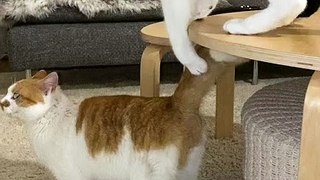 Cute Funny Cat Playing Each Other