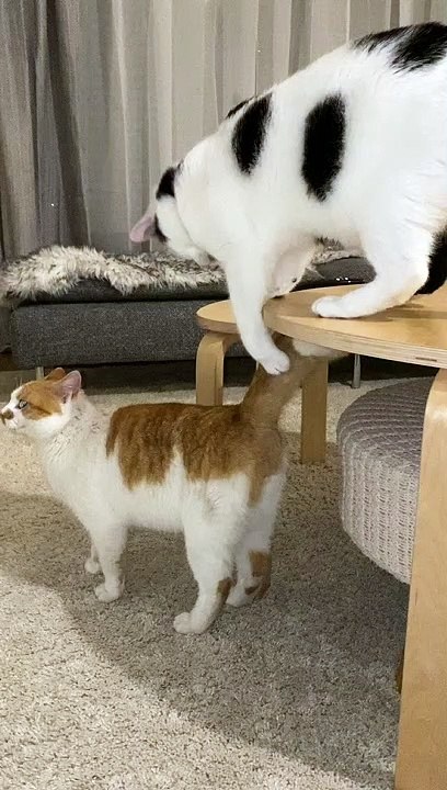 Cute Funny Cat Playing Each Other